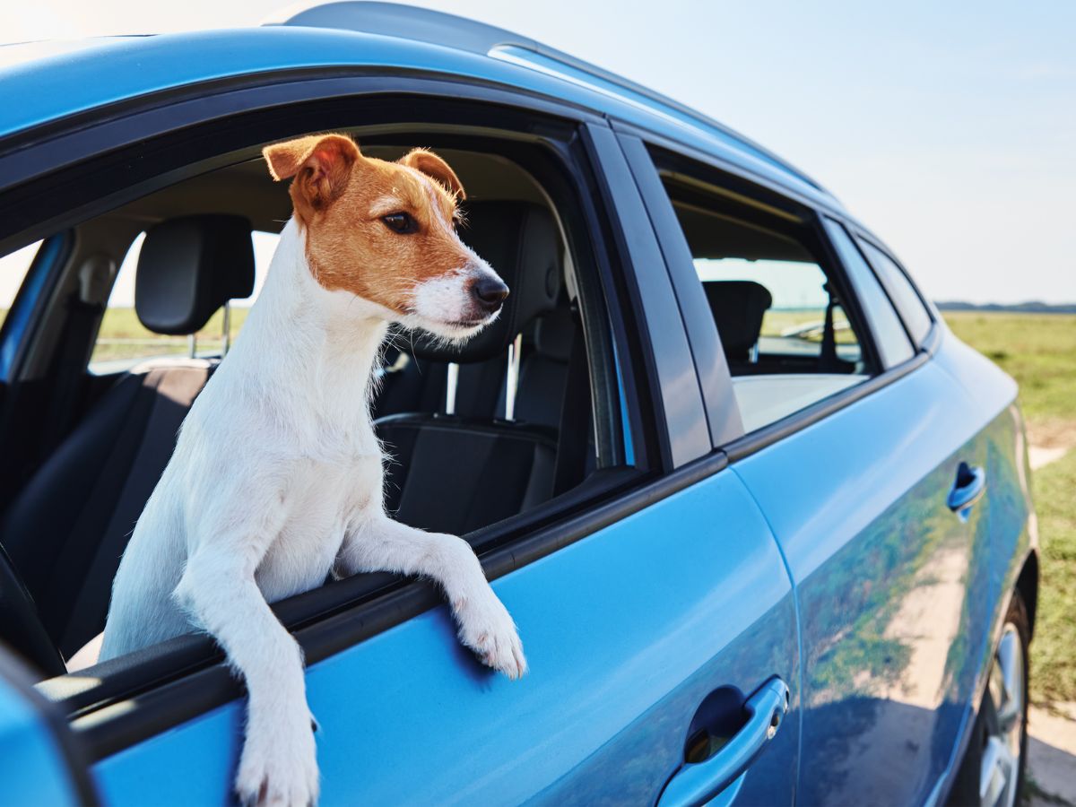 How to Get Dog Hair Out of Your Car